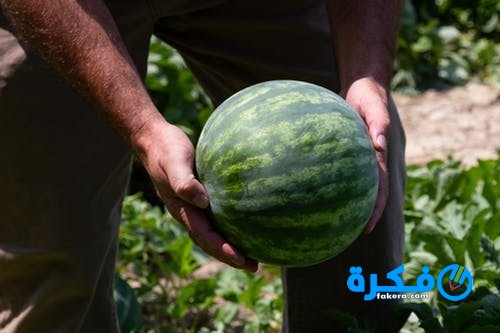 السعرات الحرارية في البطيخ 4 pexels photo 2257345