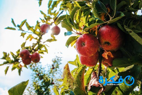 السعرات الحرارية في التفاح