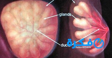 اسباب تليف الثدى