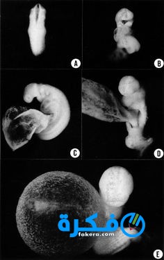 مراحل تكوين نمو شكل الجنين في الشهر السابع 2025