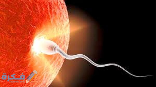 مدة وصول البويضة المخصبة للرحم