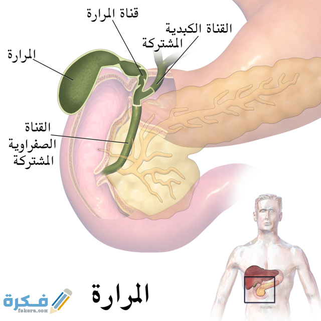 ما هي المرارة ما هي المرارة