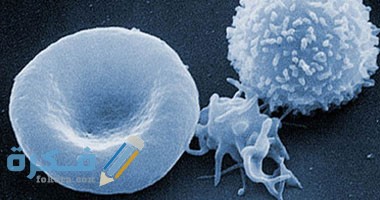 طرق إجراء فحص كريات الدم البيضاء طرق إجراء فحص كريات الدم البيضاء