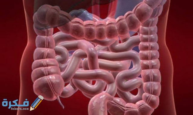 الأطعمة التي تطرد الغازات وما هي أسباب تراكمها في الجهاز الهضمي الأطعمة التي تطرد الغازات وما هي أسباب تراكمها في الجهاز الهضمي