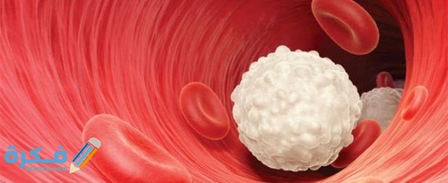 هَلْ ارتفاع كريات الدم البيضاء خطير؟ والأعراض المصاحبة هَلْ ارتفاع كريات الدم البيضاء خطير؟ والأعراض المصاحبة