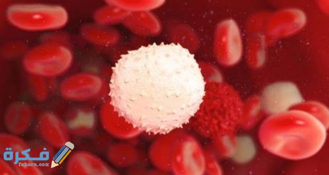 هَلْ ارتفاع كريات الدم البيضاء خطير؟ والأعراض المصاحبة هَلْ ارتفاع كريات الدم البيضاء خطير؟ والأعراض المصاحبة