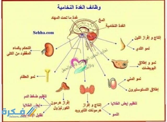 أسباب ارتفاع هرمون الحليب عند العذراء 
