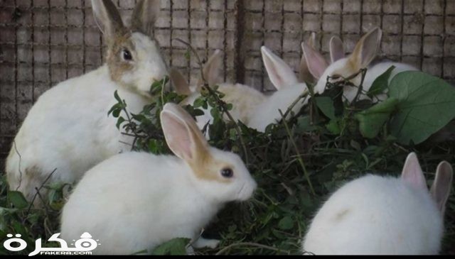 inbound6831808899752441695