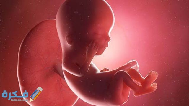 نمو الجنين في الاسبوع الثاني عشر نمو الجنين في الاسبوع الثاني عشر
