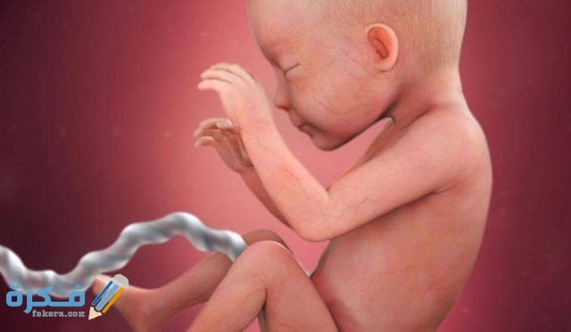 حجم الجنين في الاسبوع الثاني عشر من الحمل حجم الجنين في الاسبوع الثاني عشر من الحمل