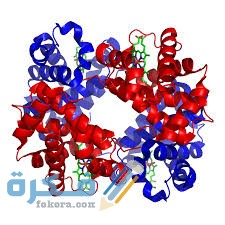 طرق علاج نقص هيموجلوبين الدم طرق علاج نقص هيموجلوبين الدم