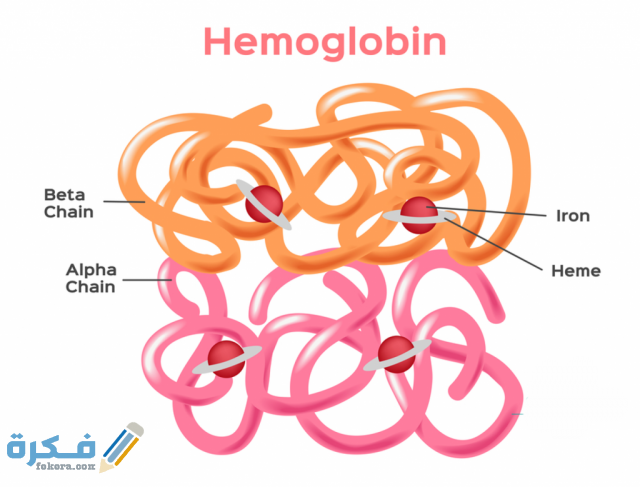 ما هو هيموجلوبين الدم ما هو هيموجلوبين الدم