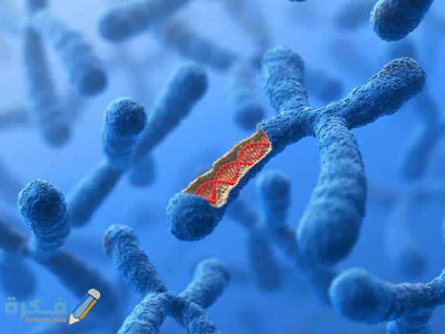 سعر تحليل الكروموسومات للزوجين سعر تحليل الكروموسومات للزوجين