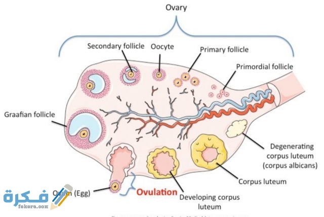 هَلْ التبويض يسبب الامساك IMG ٢٠٢٠٠٥١٧ ١٦٢٩٠٢