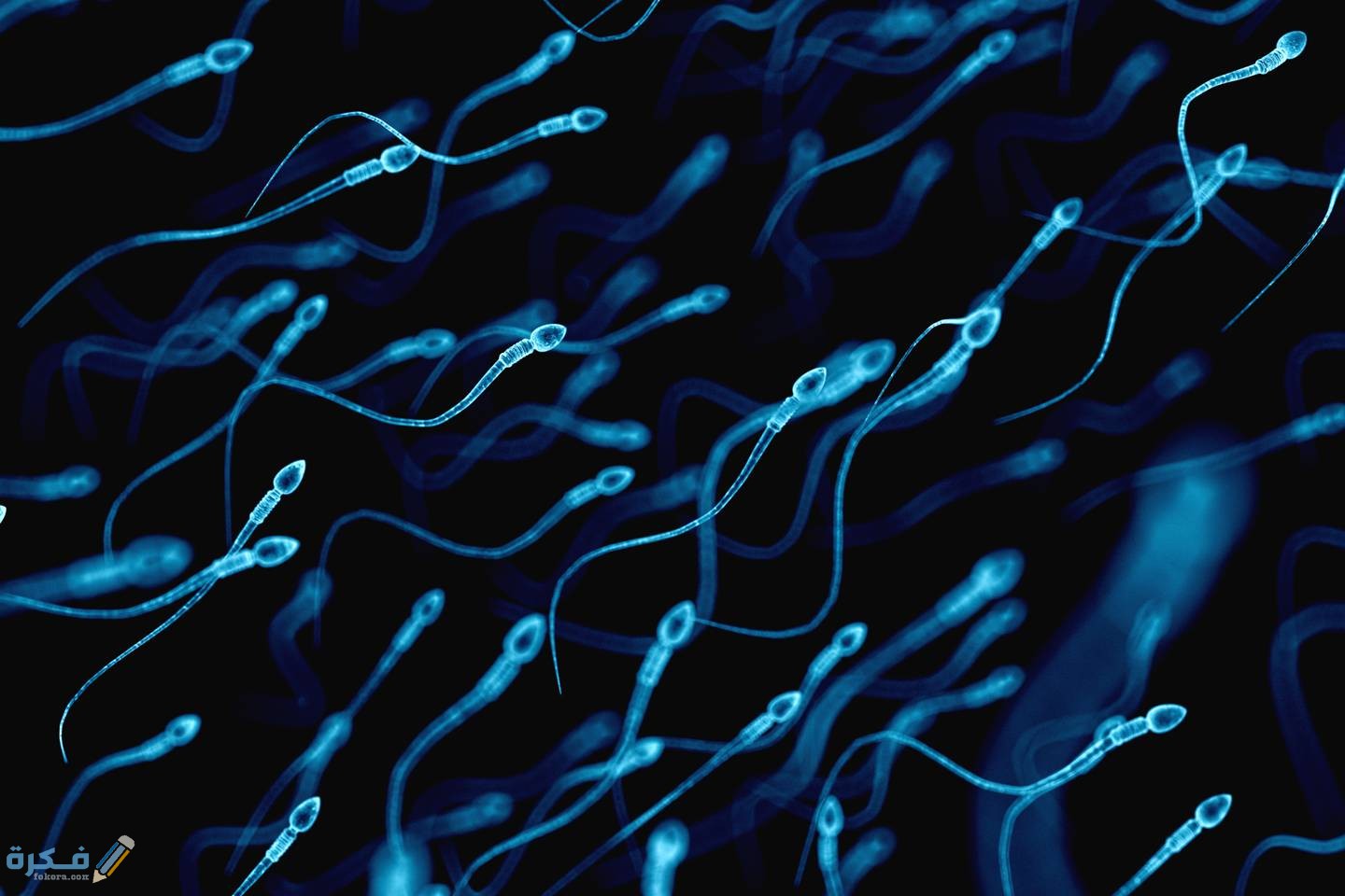 اسعار تحليل السائل المنوى