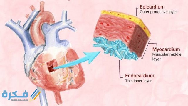 كم نسبة عضلة القلب الطبيعية كم نسبة عضلة القلب الطبيعية