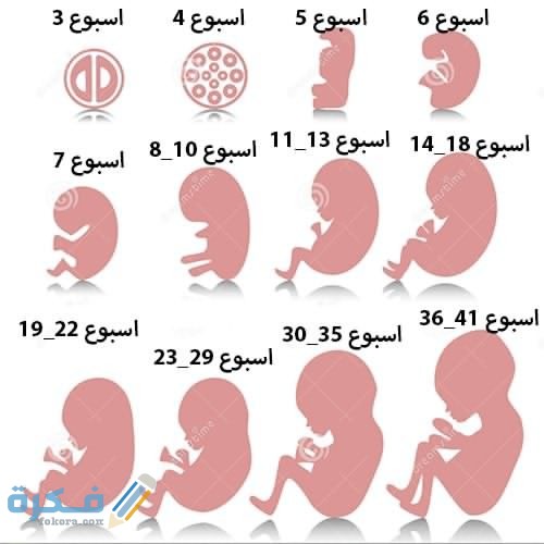 مراحل تطور الجنين إلى موعد الولادة pregnancy