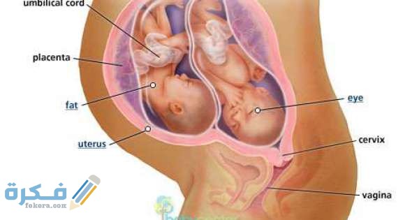 اعراض الحمل بتوام ذكور في الشهر الخامس بتوأم 1490234083