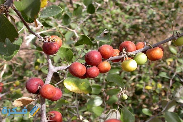 السدر فوائده واضراره علي الحمل السدر