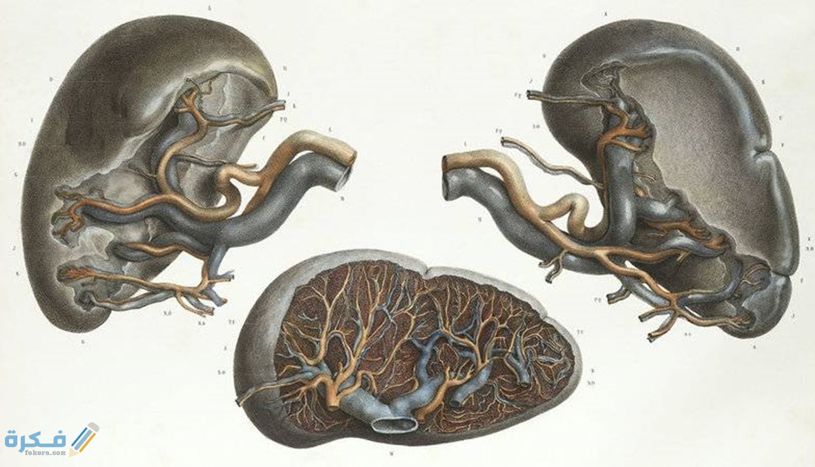 ماهي فائدة الطحال ماهي فائدة الطحال