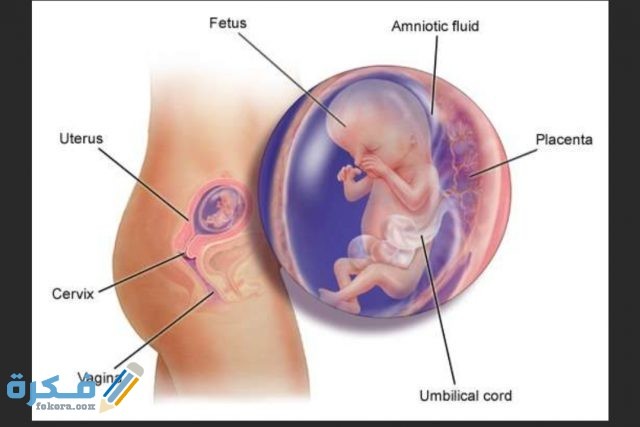 الحامل والجنين في الشهر الثالث من الحمل IMG ٢٠٢٠٠٨٠٢ ١٢٢٥٥٩