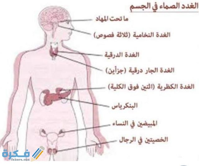 غدد في الجسم وظيفتها إفراز الهرمونات IMG ٢٠٢٠٠٨٢١ ١٨٢٥٠٥