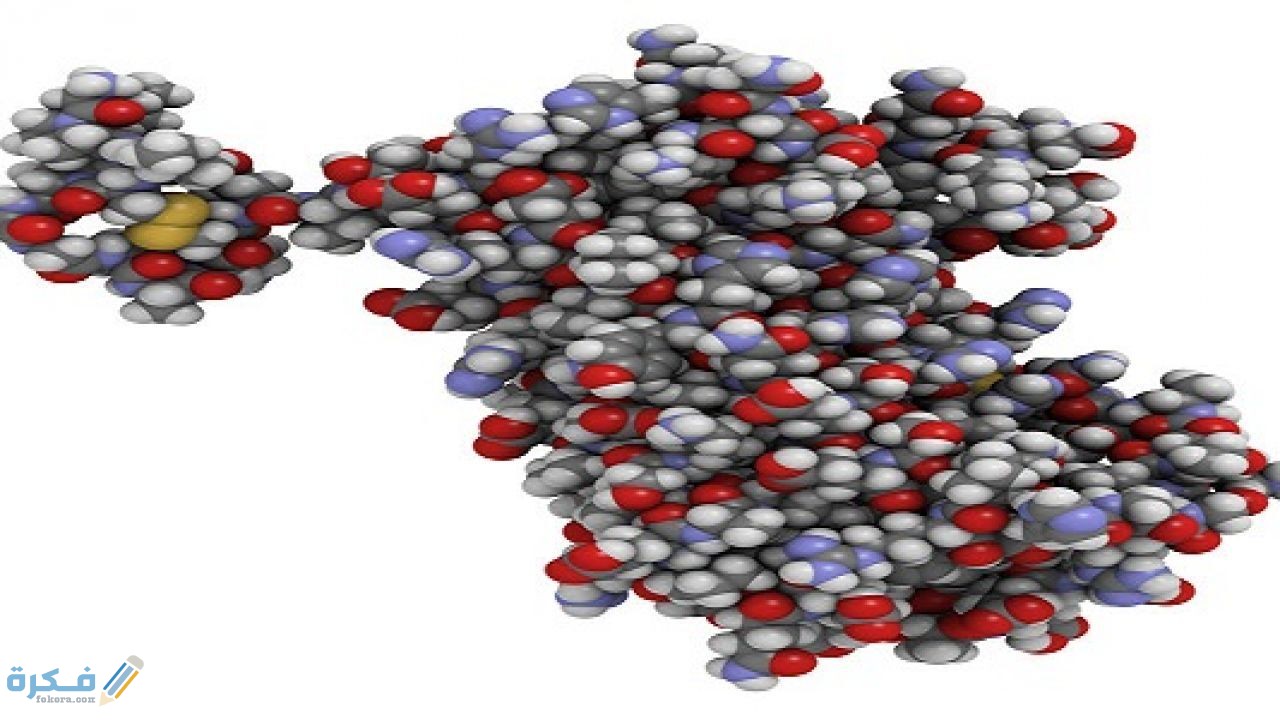 الهرمونات في الجسم