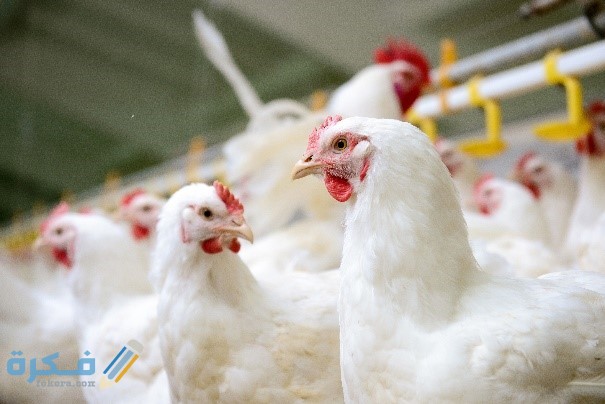 علاج الإسهال البني عند الفراخ البيضاء بالأدوية والأعشاب white CF Hens