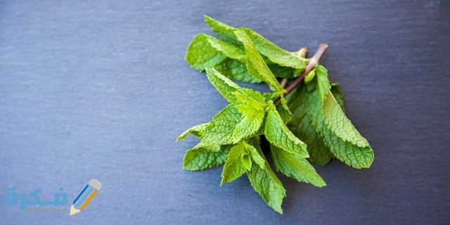 فوائد واضرار نبات القطف 11 most important benefits mountain spinach herb