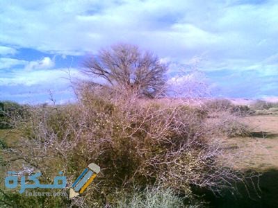 فوائد واستخدام نبات الرمث لعلاج العقم 510