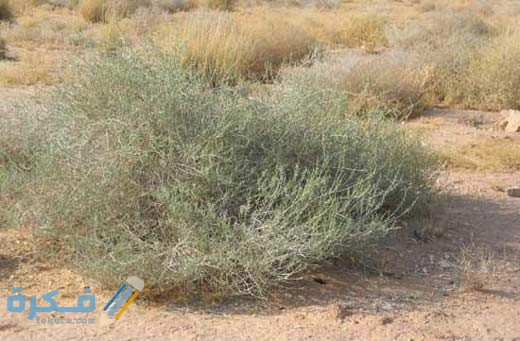 فوائد واستخدام نبات الرمث لعلاج العقم 78dcd63077