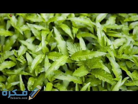 فوائد واضرار نبات القطف a7d8a6d8af d8b9d8b4d8a8d8a9 d8a7d984d982d8b7d981 yX2vvTtNlj8hqdefault
