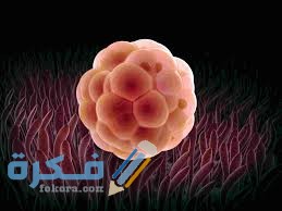 خطوات عملية الاباضة images