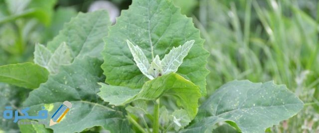 فوائد واضرار نبات القطف tbl articles article 23564 399209ec25 8dc0 4efe 8bd2 6d08ea9611e4