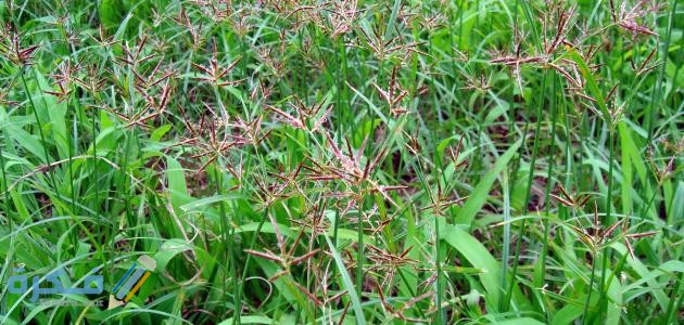 فوائد زيت نبات السعد لازالة الشعر نبات السعد لمنع نمو الشعر