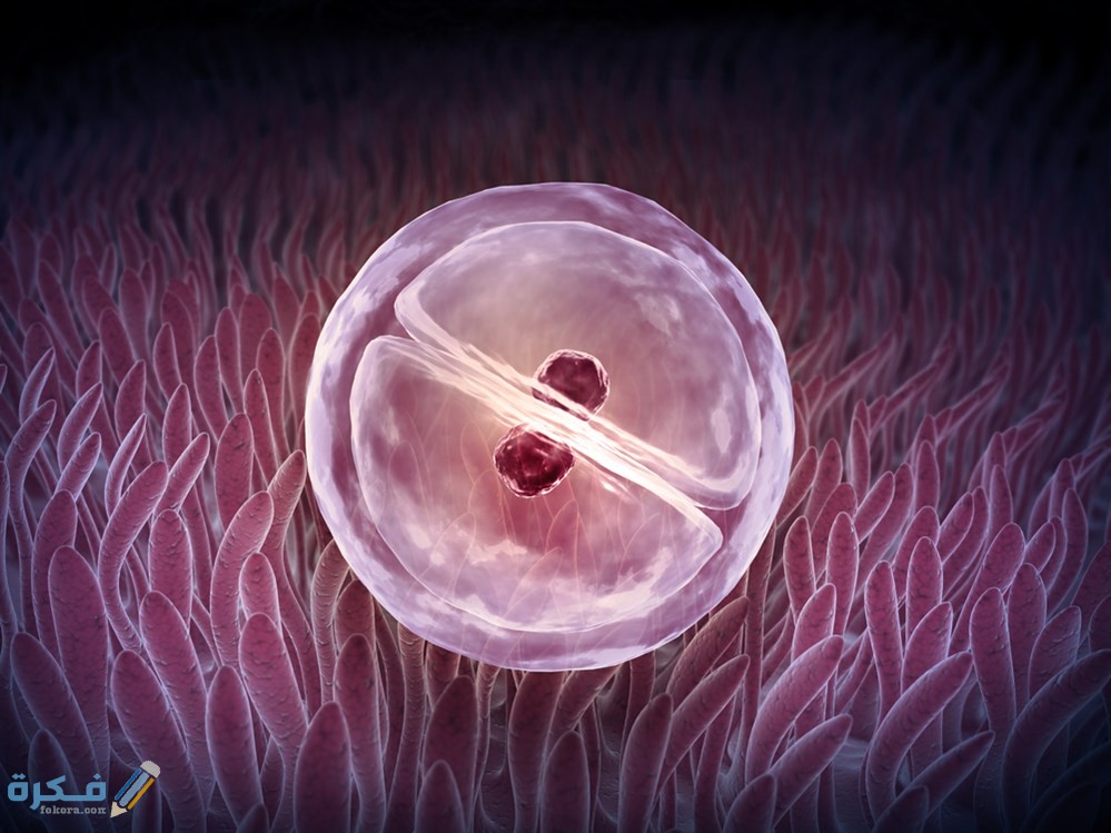 متى يظهر الحمل بعد انغراس البويضة داخل الرحم؟ متى يظهر الحمل بعد انغراس البويضة داخل الرحم؟