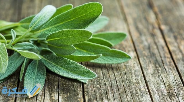 فوائد الأعشاب الطبيعية وأهم فوائد استخدام الأعشاب