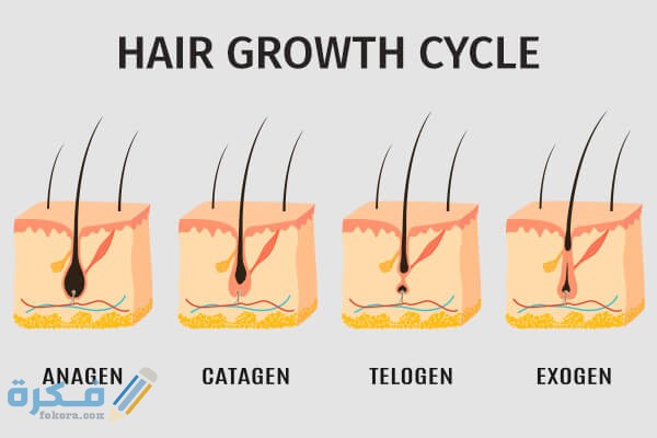 مشروبات توقف هرمون dht6 3 استخدام زيت بذور القرع