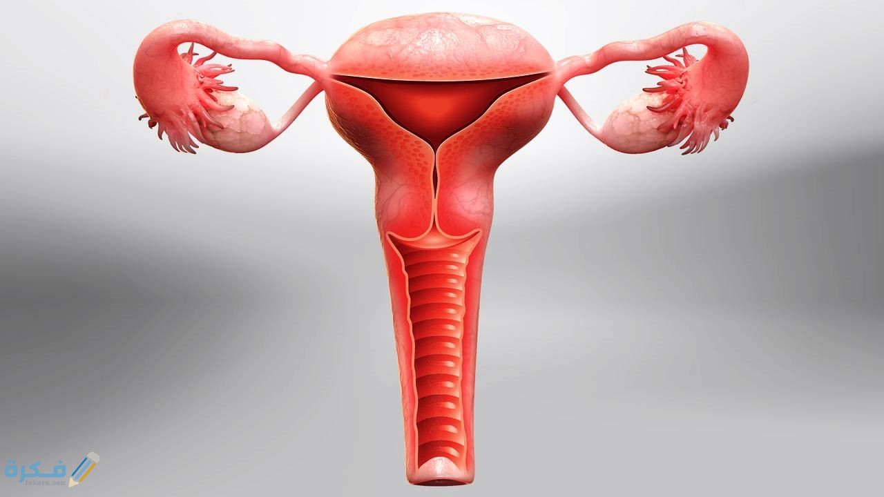 تكلفة عملية استئصال الرحم 4 طرق إجراء عملية استئصال الرحم