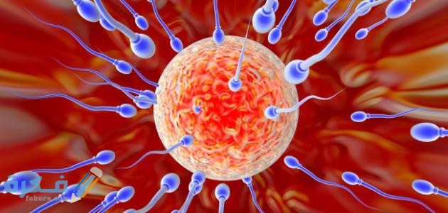 ما هي النسبة الطبيعية للإنجاب عند الرجل ما هي النسبة الطبيعية للإنجاب عند الرجل