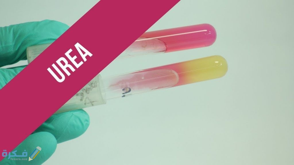 ماذا تشير نسبة اليوريا 40 ماذا تشير نسبة اليوريا 40