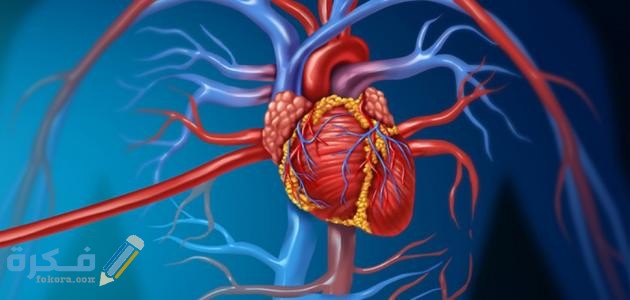 كم عدد شرايين القلب كم عدد شرايين القلب