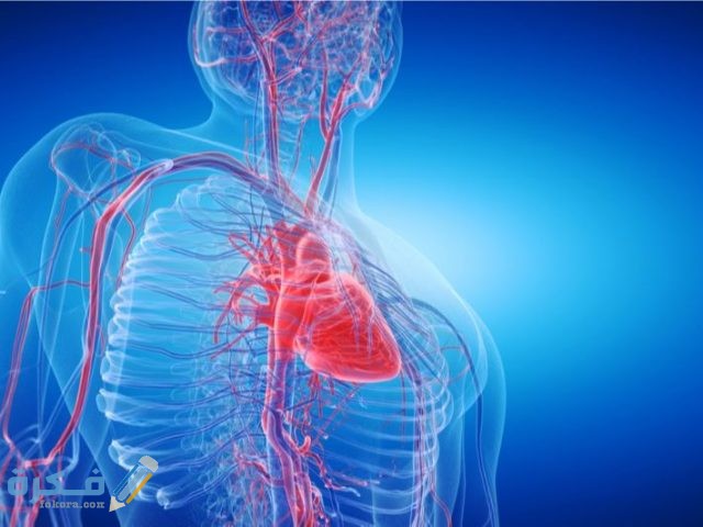 كم عدد شرايين القلب كم عدد شرايين القلب