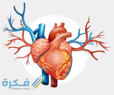 كم عدد شرايين القلب