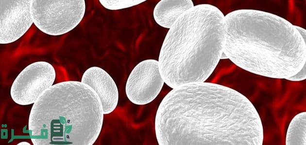 ما هي نسبة كريات الدم البيضاء الطبيعية في البول للحامل