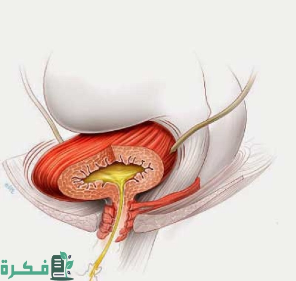 أسماء احسن 5 حبوب دواء لعلاج المثانة العصبية