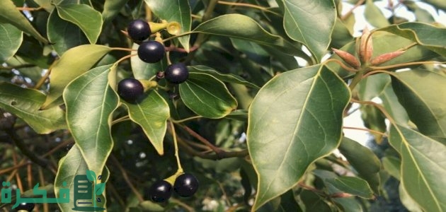 متى ينتهي مفعول الكافور متى ينتهي مفعول الكافور