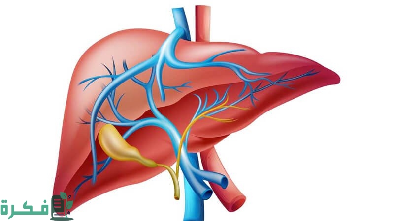 كيف أعرف أن وظائف الكبد سليمة