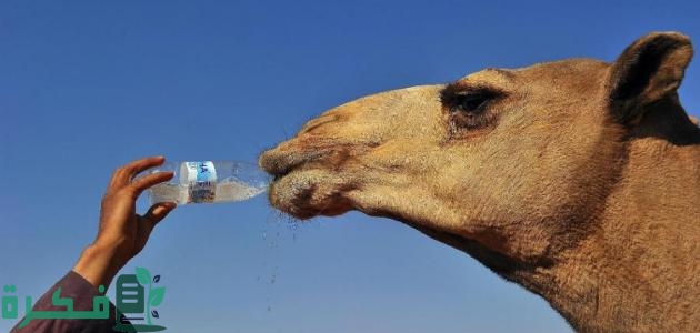 فوائد شرب حليب الإبل لمرضى السرطان وشرح خطوات شربه