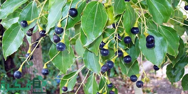 متى ينتهي مفعول الكافور; 7 فوائد للكافور تعرف عليها